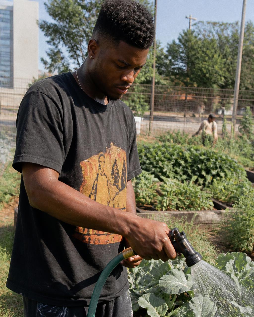 An adult watering vegetables in a sunny community garden